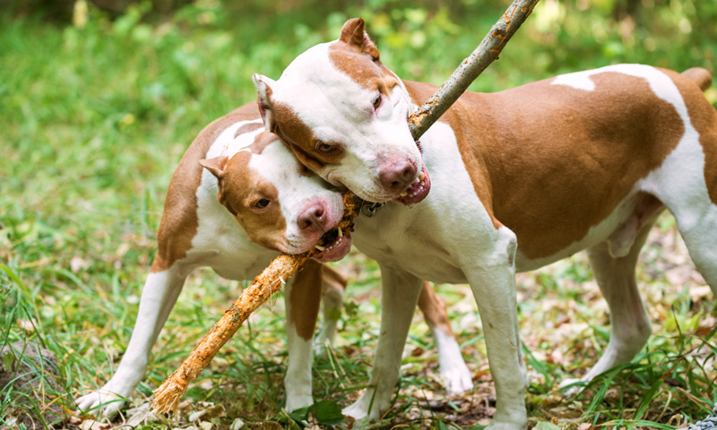 First-Dog-Bite-Blog Dogs Biting