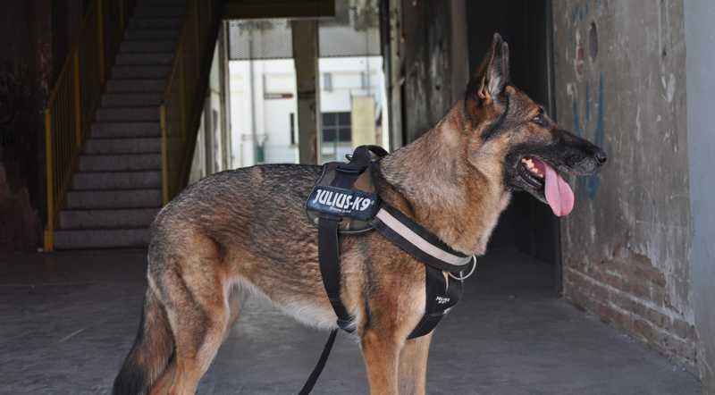 Police-Dog-Blog Police Dog