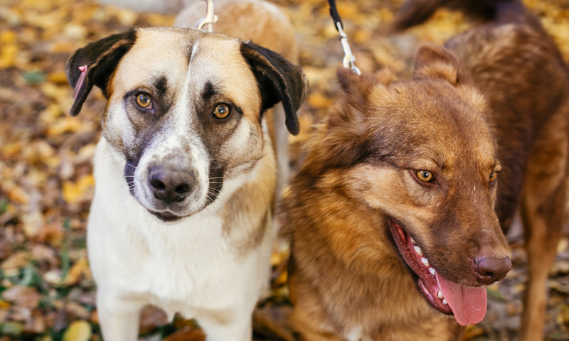Dog-Bit-the-Mailman-Blog Two Dogs